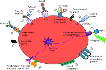 Red Blood Cell Membrane Processing for Biomedical Applications